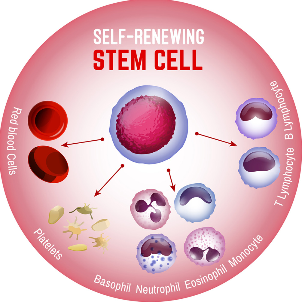 stem-cell-therapy-for-joints-TRSSI-3